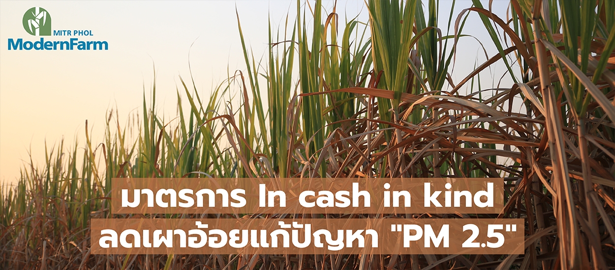 มาตรการ In cash in kind ลดเผาอ้อยแก้ปัญหา PM 2.5