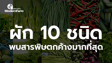 ผัก 10 ชนิด พบสารพิษตกค้างมากที่สุด