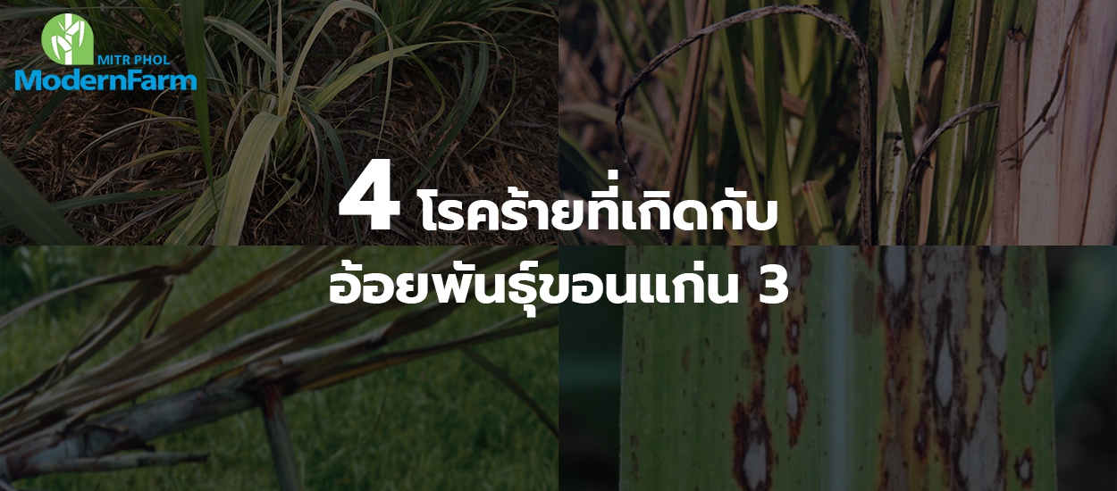 4 โรคร้ายที่เกิดกับอ้อยพันธุ์ขอนแก่น 3