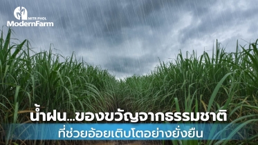 น้ำฝน…ของขวัญจากธรรมชาติที่ช่วยอ้อยเติบโตอย่างยั่งยืน
