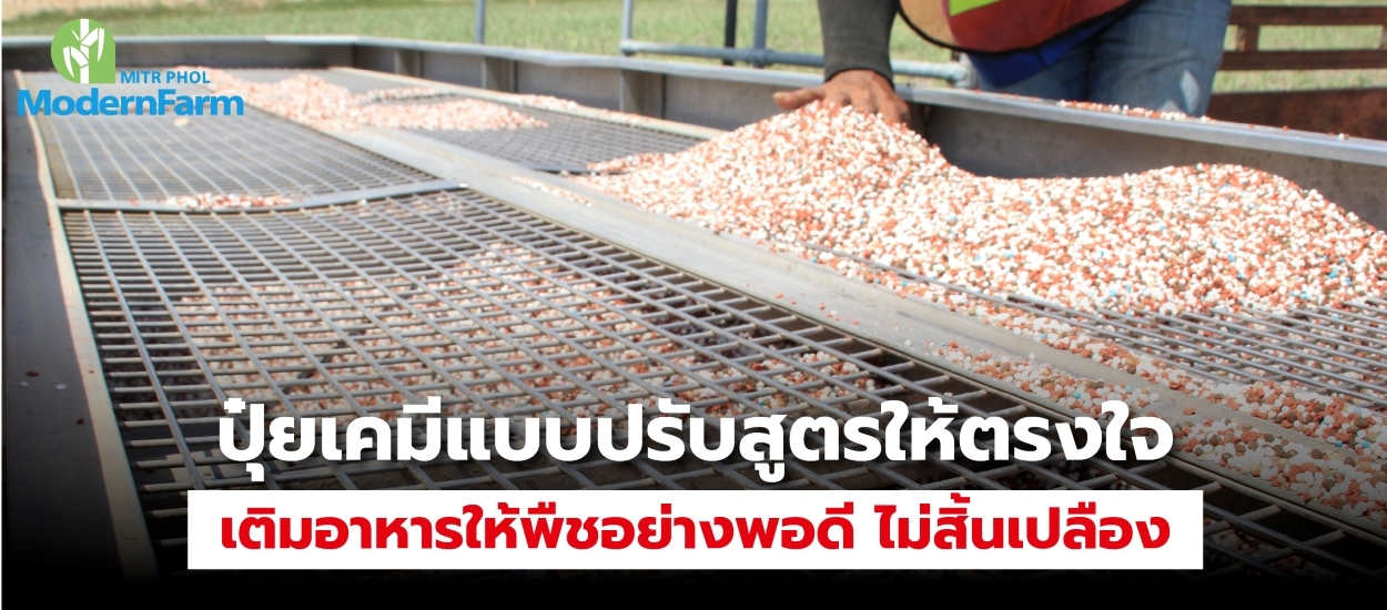 ปุ๋ยเคมีแบบปรับสูตรให้ตรงใจ เติมอาหารให้พืชอย่างพอดี ไม่สิ้นเปลือง