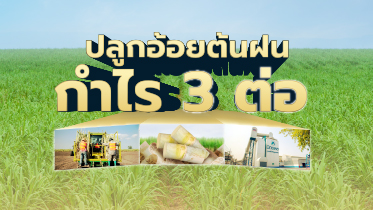 ปลูกอ้อยต้นฝนได้กำไรถึง 3 ต่อ