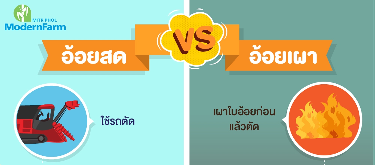 อ้อยสด V.S. อ้อยเผา