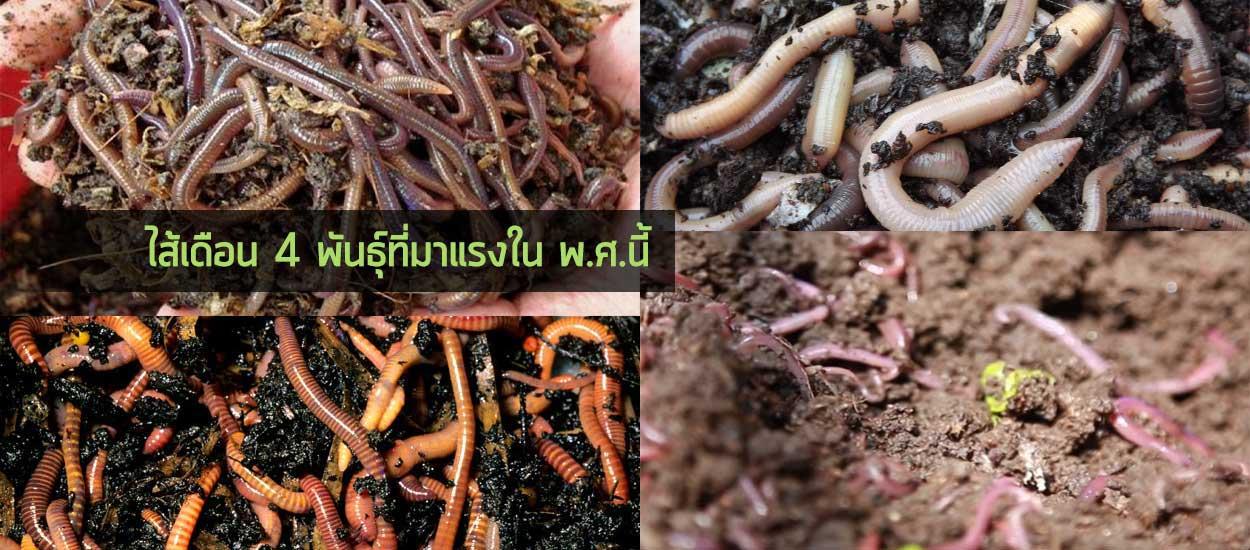 Hello Worm ไส้เดือน 4 พันธุ์ที่มาแรงใน พ.ศ.นี้