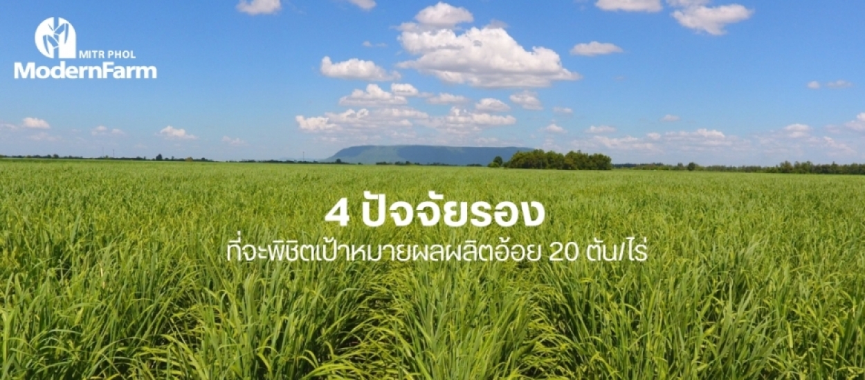 4 ปัจจัยรองที่สำคัญไม่แพ้ปัจจัยหลักที่จะพิชิตเป้าหมายผลผลิตอ้อย 20 ตัน/ไร่