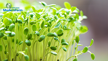 วิธีปลูกไมโครกรีน (Microgreen) ต้นอ่อนของพืชที่จิ๋วแต่แจ๋ว