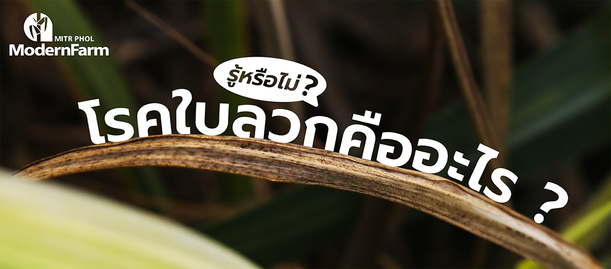 รู้หรือไม่ โรคใบลวกคืออะไร ?