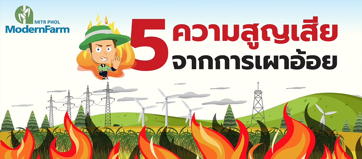 5 ความสูญเสียจากการเผาอ้อย