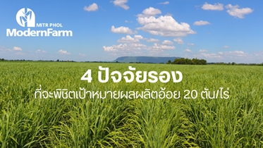 4 ปัจจัยรองที่สำคัญไม่แพ้ปัจจัยหลักที่จะพิชิตเป้าหมายผลผลิตอ้อย 20 ตัน/ไร่