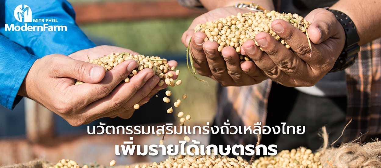 นวัตกรรมเสริมแกร่งถั่วเหลืองไทย เพิ่มรายได้เกษตรกร