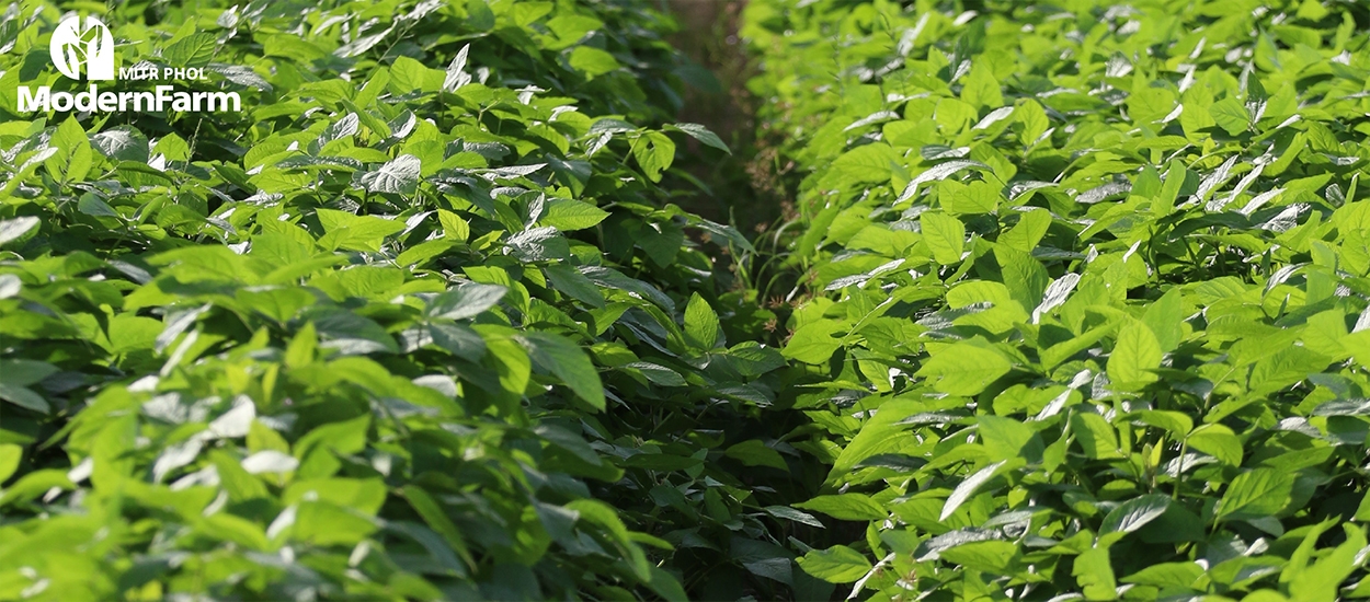 เคล็ดลับปลูกถั่วเหลืองให้งาม ต้องควบคุมวัชพืชหลังงอก (Post-Emergence Weed Control)