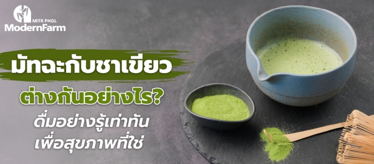 มัทฉะกับชาเขียว ต่างกันอย่างไร? ดื่มอย่างรู้เท่าทัน เพื่อสุขภาพที่ใช่
