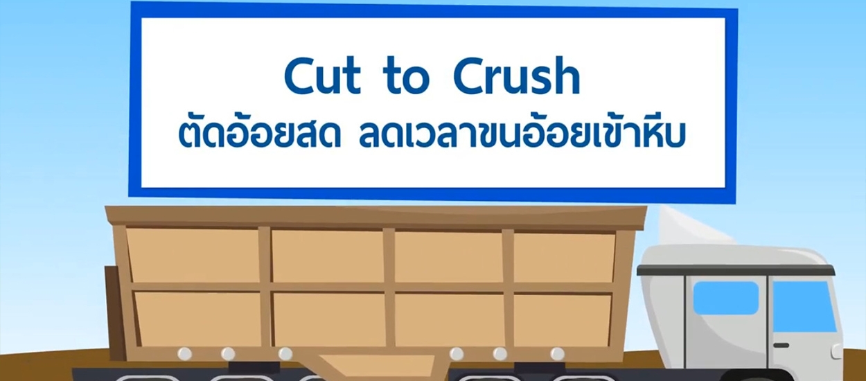 Cut To Crush ตัดอ้อยสด ลดเวลาขนอ้อยเข้าหีบ