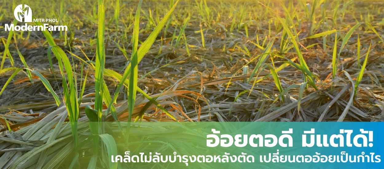 อ้อยตอดี มีแต่ได้! เคล็ดไม่ลับบำรุงตอหลังตัด เปลี่ยนตออ้อยเป็นกำไร