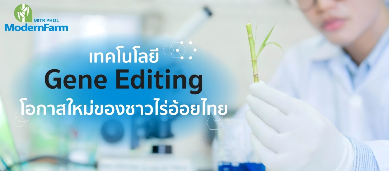 เทคโนโลยี Gene Editing โอกาสใหม่ของชาวไร่อ้อยไทย