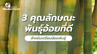 3 คุณลักษณะพันธุ์อ้อยที่ดี สำหรับเตรียมอ้อยพันธุ์