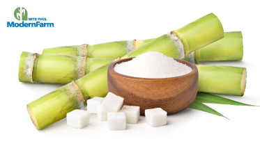 ชาวไร่มีเฮ ราคาน้ำตาลและเอทานอลสูงขึ้น คาดว่าค่าอ้อยจะเพิ่มขึ้น 60-70%