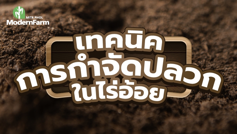 4 เทคนิคกำจัดปลวกในไร่อ้อย