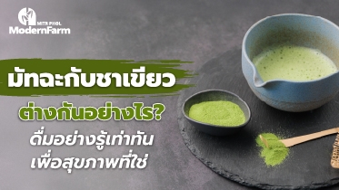 มัทฉะกับชาเขียว ต่างกันอย่างไร? ดื่มอย่างรู้เท่าทัน เพื่อสุขภาพที่ใช่
