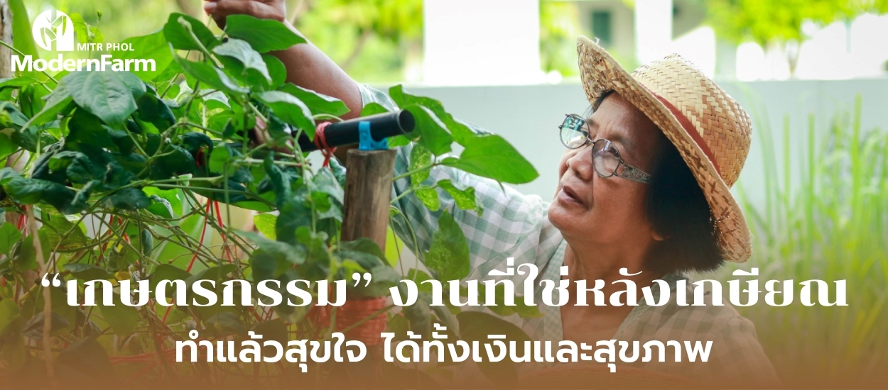 เกษตรกรรม งานที่ใช่หลังเกษียณ ทำแล้วสุขใจ ได้ทั้งเงินและสุขภาพ