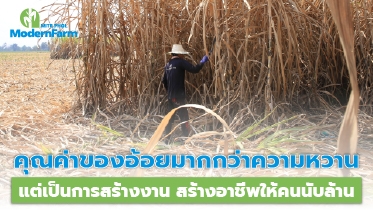 คุณค่าของอ้อยมากกว่าความหวาน แต่เป็นการสร้างงาน สร้างอาชีพให้คนนับล้าน