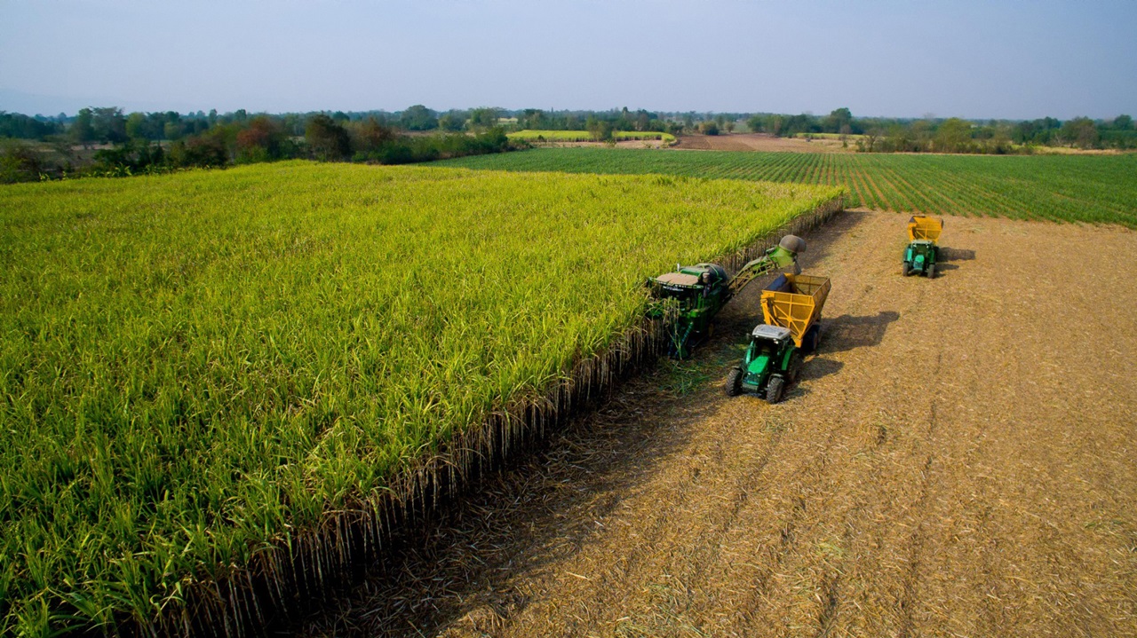 MP Cane Harvester 1.jpg