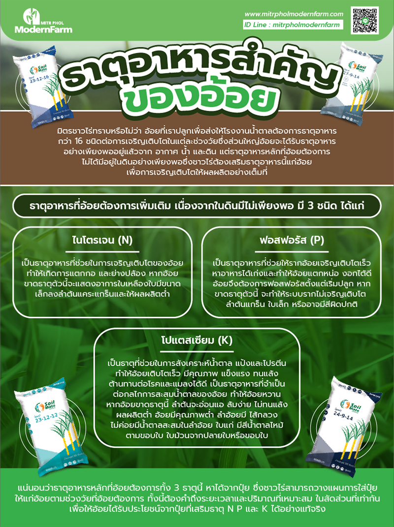 ธาตุอาหารสำคัญของอ้อย-003.jpg