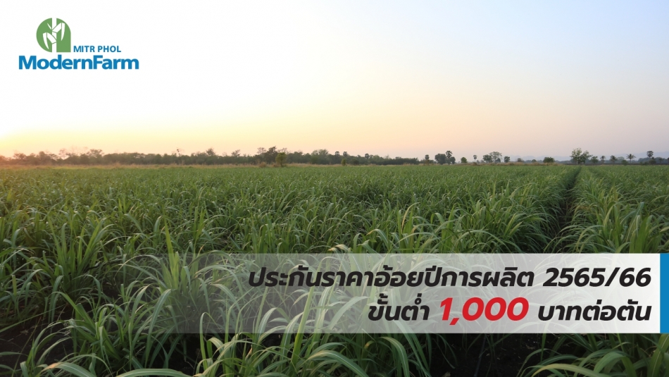 ประกันราคาอ้อยปีการผลิต 2565/66 ขั้นต่ำ 1,000 บาทต่อตัน