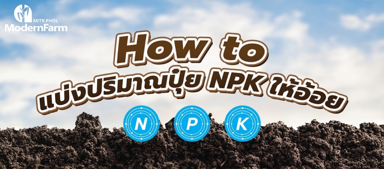 How to แบ่งปริมาณปุ๋ย NPK ให้อ้อย