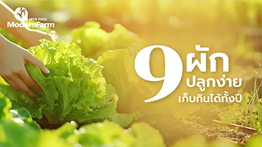 9 ผักปลูกง่าย เก็บกินได้ทั้งปี