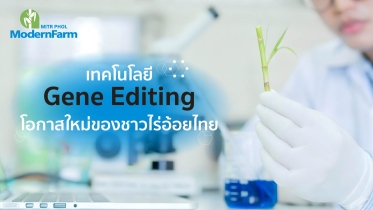 เทคโนโลยี Gene Editing โอกาสใหม่ของชาวไร่อ้อยไทย