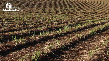 Soil health การจัดการดินและธาตุอาหาร ปัจจัยสำคัญช่วยเพิ่มผลผลิตอ้อยออสเตรเลีย