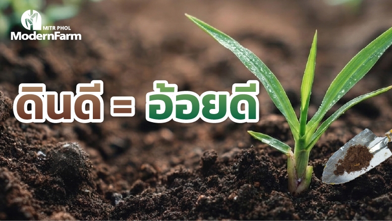 ดินดี = อ้อยดี