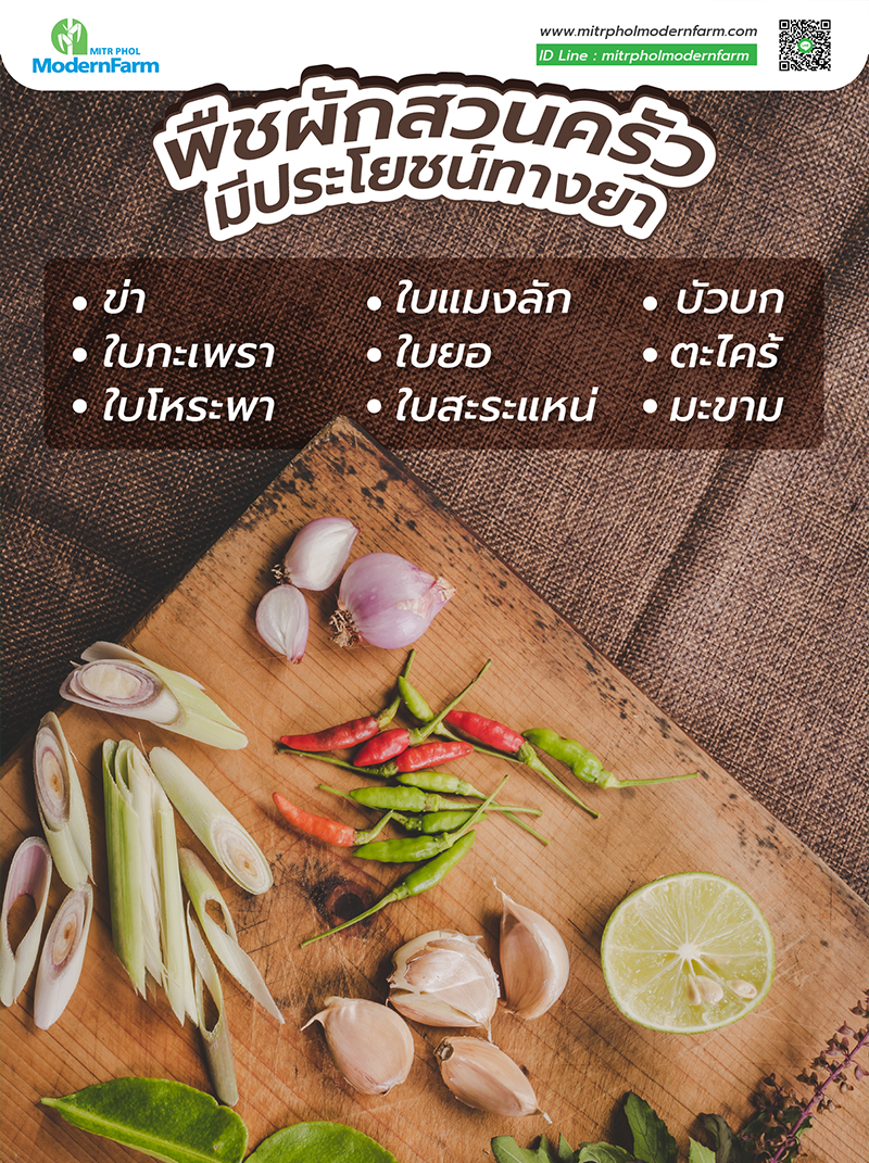 พืชผักสวนครัว-003.jpg