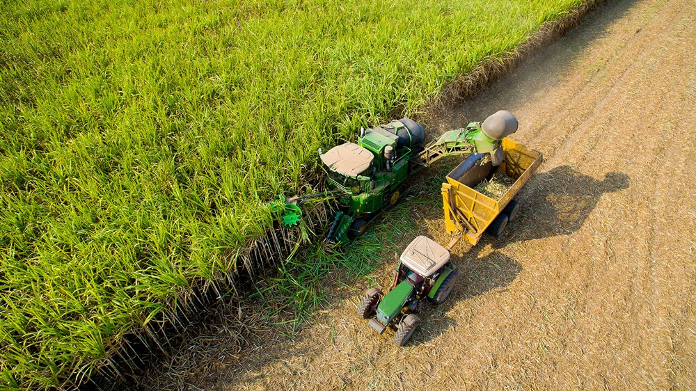 MP Cane Harvester 4.jpg