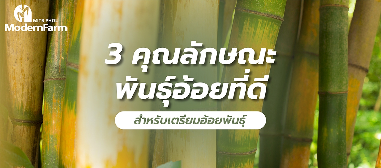 3 คุณลักษณะพันธุ์อ้อยที่ดี สำหรับเตรียมอ้อยพันธุ์