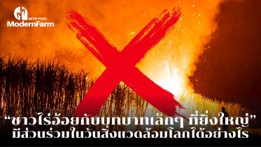 ชาวไร่อ้อยกับบทบาทเล็ก ๆ ที่ยิ่งใหญ่ มีส่วนร่วมในวันสิ่งแวดล้อมโลกได้อย่างไร