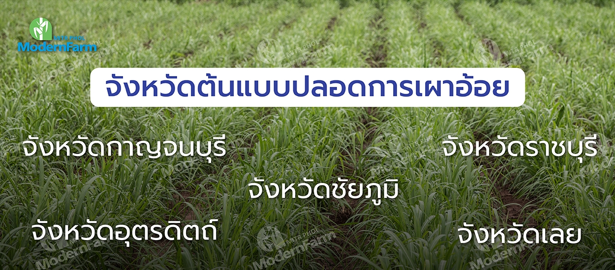 เริ่มหีบหน้า! รัฐบาลผลักดันจังหวัดต้นแบบปลอดการเผาอ้อย