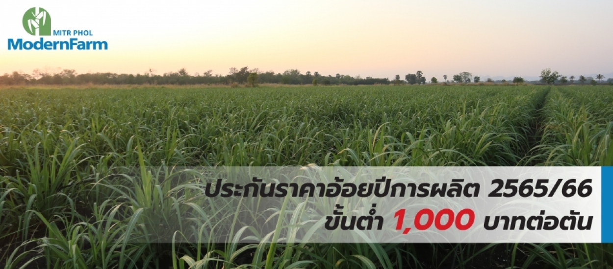 ประกันราคาอ้อยปีการผลิต 2565/66 ขั้นต่ำ 1,000 บาทต่อตัน