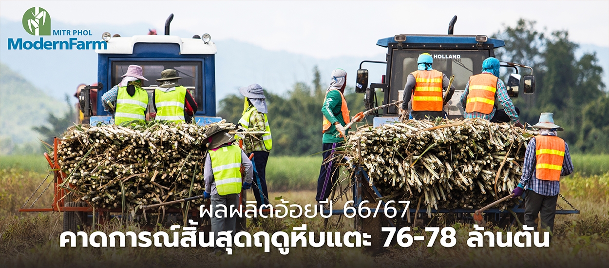 ผลผลิตอ้อยปี 66/67 คาดการณ์สิ้นสุดฤดูหีบแตะ 76-78 ล้านตัน