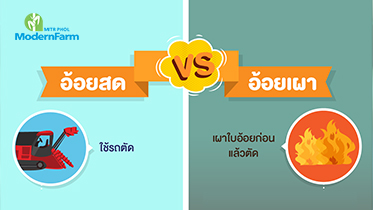 อ้อยสด V.S. อ้อยเผา