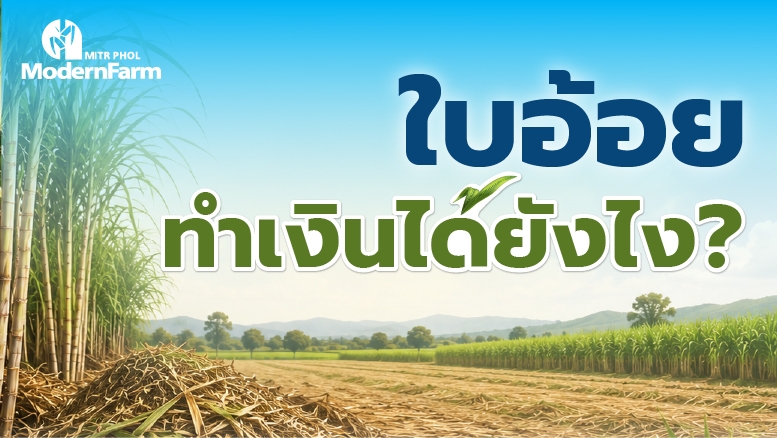 ใบอ้อยทำเงินได้ยังไง?