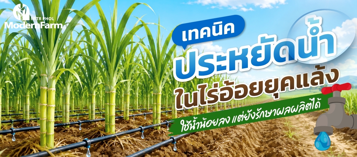 เทคนิคประหยัดน้ำ ในไร่อ้อยยุคแล้ง