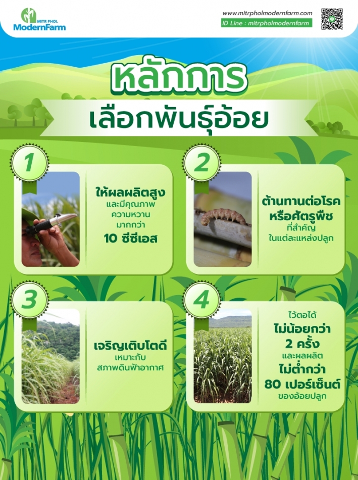 หลักในการเลือกพันธุ์อ้อย-003.png