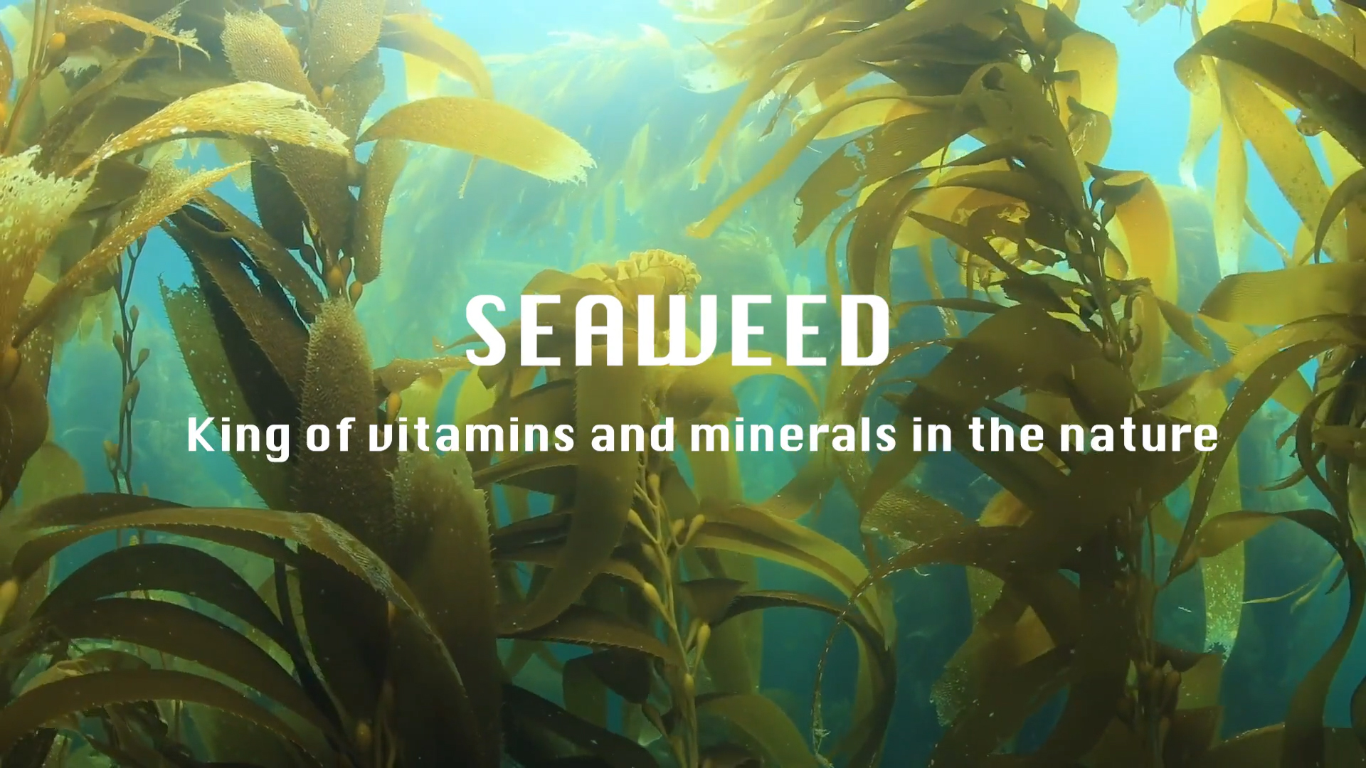 Seaweed.jpg