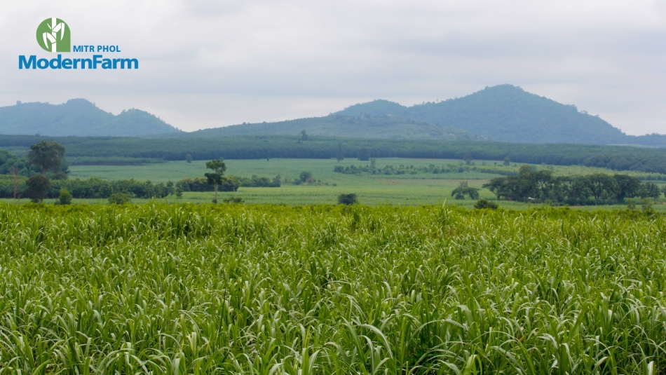 ผลการช่วยเหลือชาวไร่อ้อย ตัดสดแทนการเผา ปี 63-64 ลดฝุ่น PM 2.5 ได้