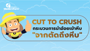 ขนอ้อยเข้าหีบใช้เวลาแค่ 6 ชั่วโมง ด้วย Cut To Crush !!